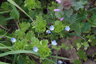 Purpurrote Taubnessel (Lamium purpureum) und Persischer Ehrenpreis (Veronica persica)