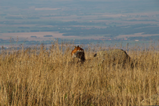 ein Rotfuchs (Vulpes vulpes) im Gipfelbereich