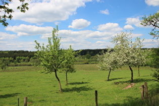 Apfelbaumblüte bei Silberborn