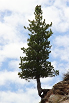 eine Bergkiefer (Pinus mugo) mit "Durchblick"