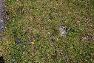 Frühlings-Enzian (Gentiana verna)