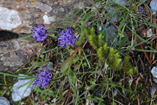 Kugelblumenblättrige Teufelskralle (Phyteuma globulariifolium)