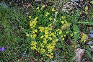 Fetthennen-Steinbrech (Saxifraga aizoides)