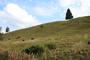 Bergwiese bei Altenau mit "Einheimischen" (Rotes Höhenvieh)