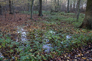 "Seenlandschaft" im Velberholz