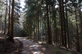 Fichtenwald nahe des Fuchsbachtals