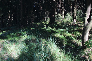 Sprossender Bärlapp (Lycopodium annotinum) bei den Hirschköpfen
