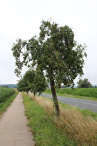 ein Apfelbaum (Malus domestica) …