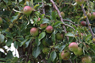 … mit notreifenden Äpfeln