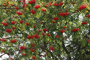Vogelbeere (Sorbus aucuparia) mit notreifenden Früchten