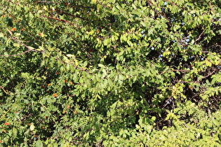 Hunds-Rose (Rosa canina) und Schlehdorn (Prunus spinosa) mit Früchten