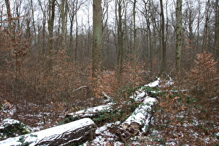 ein Hauch von Winter im Großen Holz