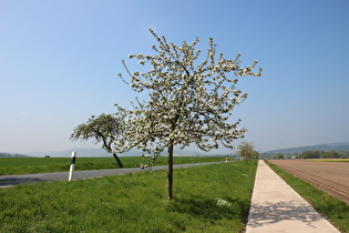 zwischen Hastenbeck und Vorembeck, ein Apfelbaum (Malus domestica)