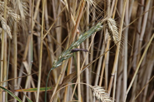 Purpurbrauner Mutterkornpilz (Claviceps purpurea) an Roggen (Secale cereale)