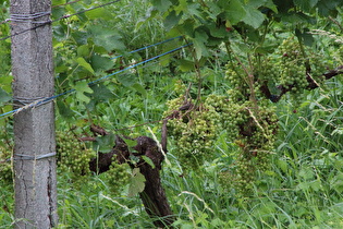 Zoom auf die Rebstöcke (Vitis vinifera) mit Weintrauben