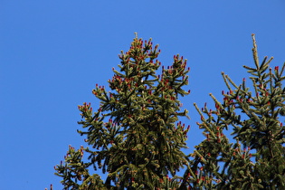 Gemeine Fichte (Picea abies) mit Blüten