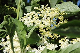 Schwarze Holunder (Sambucus nigra), Blüten