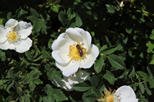 Hunds-Rose (Rosa canina), Blüte mit Westlicher Honigbiene (Apis mellifera) darauf