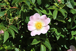 Hunds-Rose (Rosa canina), Blüte