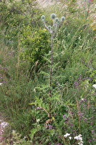 Drüsenblättrige Kugeldistel (Echinops sphaerocephalus)