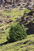 Zoom auf Gemeine Fichte (Picea abies) und Europäische Lärche (Larix decidua)