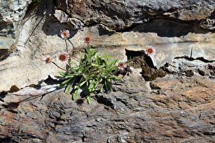 Alpen-Berufkraut (Erigeron alpinus)