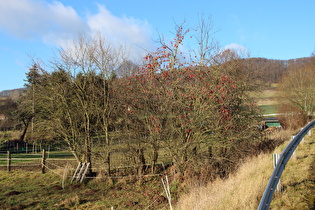 ein Apfelbaum (Malus domestica) in Lobach