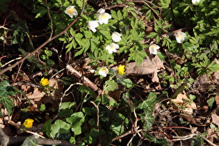 Buschwindröschen (Anemone nemorosa) und Scharbockskraut (Ficaria verna)