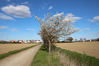 Kirschbäume westlich von Harenberg