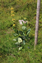 Gelber Enzian (Gentiana lutea)