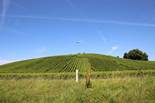Weinreben (Vitis vinifera) zwischen Meersburg und Friedrichshafen, darüber ein Luftschiff, ein Zeppelin NT (halbstarres Luftschiff)