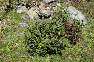 Alpen-Habichtskraut (Hieracium alpinum) und Grün-Erle (Alnus alnobetula)