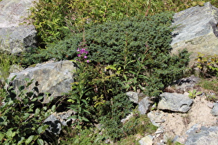 Schmalblättrige Weidenröschen (Epilobium angustifolium) und Alpen-Wacholder (Juniperus communis var. saxatilis)
