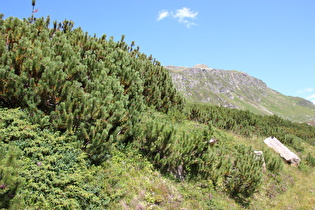Latschenkiefer (Pinus mugo subsp. mugo)