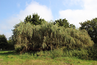 eine Weide (Salix) in Trauerform