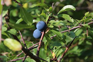 Schlehdorn (Prunus spinosa) mit Schlehen
