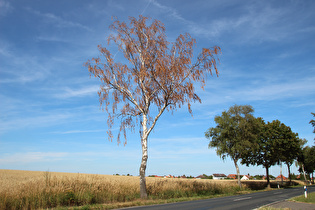 … ein paar Meter weiter eine tote Birke (Betula)