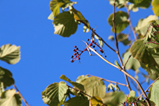 Zoom auf Schwarzen Holunder (Sambucus nigra) mit Früchten