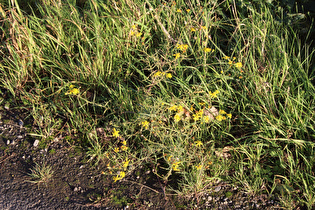 Jakobs-Greiskraut (Jacobaea vulgaris)