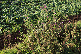 Gewöhnliche Kratzdistel (Cirsium vulgare)