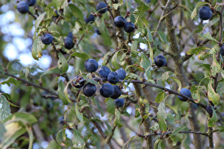 … und Schlehdorn (Prunus spinosa)