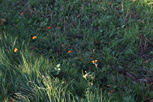 Orangerotes Habichtskraut (Hieracium aurantiacum)